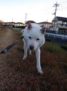 dote_k1711191.jpg