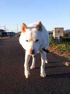 dote_k1711192.jpg