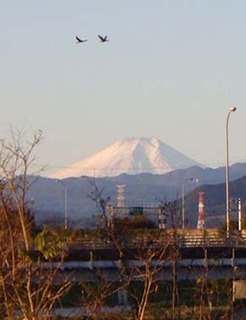 dote_k1711193.jpg
