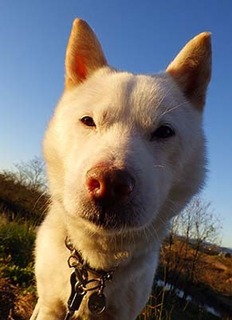 dote_k1711194.jpg
