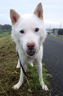 dote_k179082.jpg