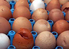 egg1101061.jpg