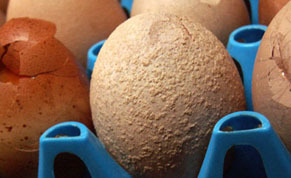 egg1101062.jpg
