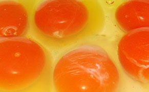 egg1101063.jpg