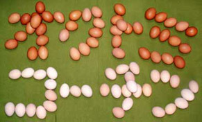 egg121209.jpg