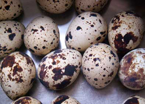 egg1405271.jpg