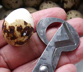 egg1405272.jpg