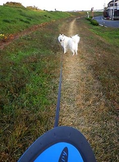 flippy1711103.jpg