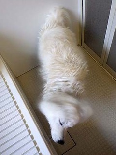 furo1805012.jpg