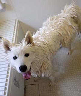 furo_i1811101.jpg
