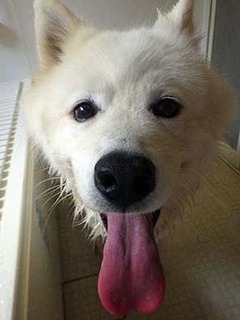 furo_i2107162.jpg