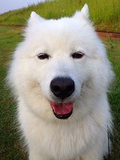 fuwadog180612.jpg