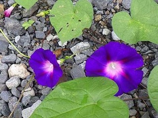 gao2109052.jpg