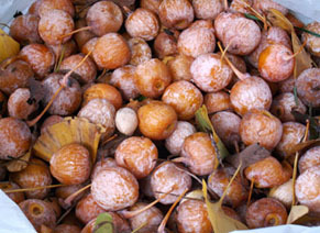 ginnan111120.jpg