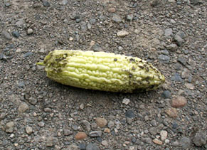 goya1008191.jpg