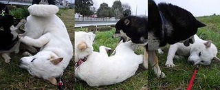 gra_dote2003313.jpg