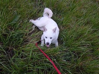 gra_dote2003315.jpg