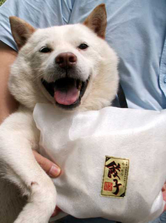gyouza_koma140717.jpg