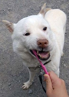 hamigaki_k170604.jpg