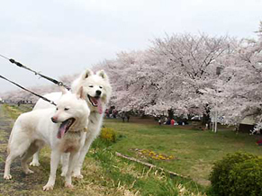 hanami_1504031.jpg