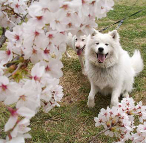hanami_1504032.jpg