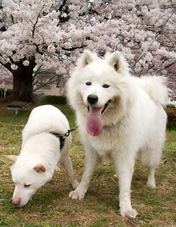 hanami_1504033.jpg