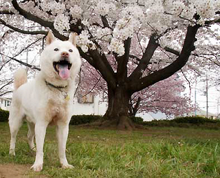 hanami_1504034.jpg