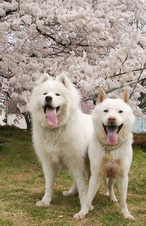 hanami_1504035.jpg