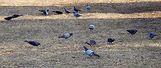 hato1707151.jpg