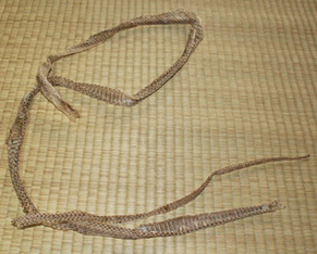 hebi1106292.jpg