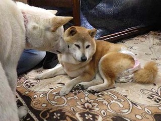 higan2003217.jpg