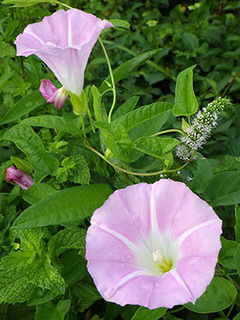 hirugao170713.jpg