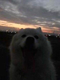 i_dote2001222.jpg