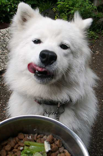 i_nankotsu1508052.jpg