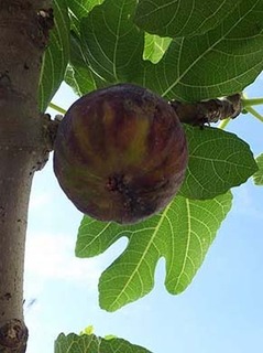 ichijiku250607a.jpg