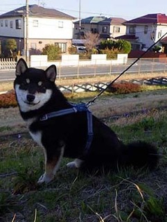 ig_dote2003061.jpg