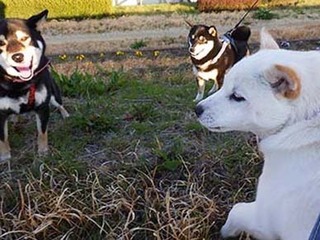 ig_dote2003062.jpg