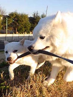 ig_dote2003065.jpg