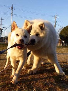 ig_dote2003068.jpg