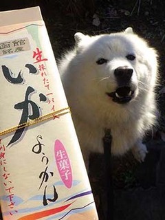 ikaiyo2101142.jpg