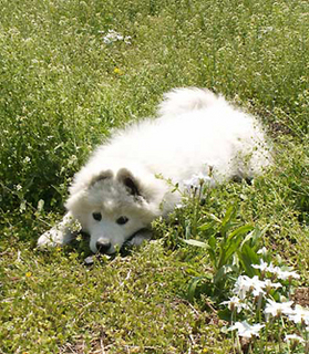 iyo_1404141.jpg