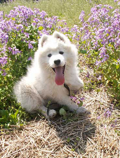 iyo_1404142.jpg