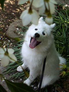 iyo_1405142.jpg