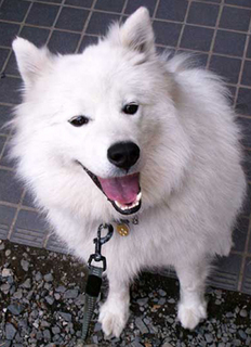 iyo_1505131.jpg