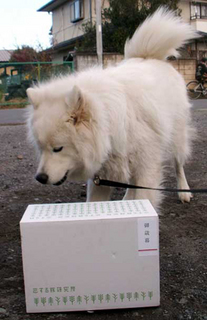 iyo_1512201.jpg