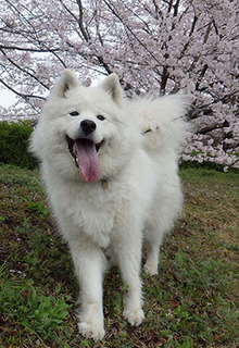 iyo__1704081.jpg