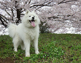iyo__1704082.jpg
