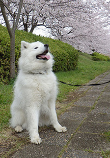 iyo__1704083.jpg