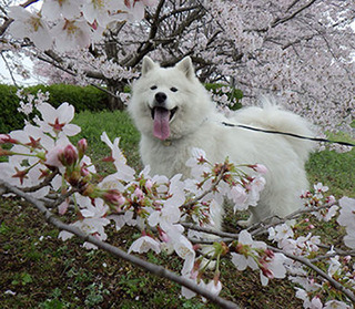 iyo__1704084.jpg