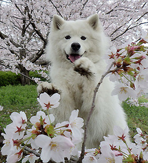 iyo__1704085.jpg